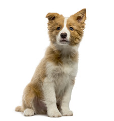 Border Collie puppy