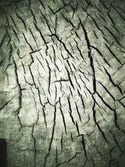 Grunge wood texture