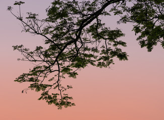 Leaf silhouette on twilight sky background