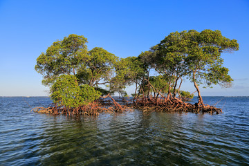 Boipeba - Plage de Castelhanos - Mangrove