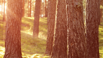 warm summer sunset in pine forest