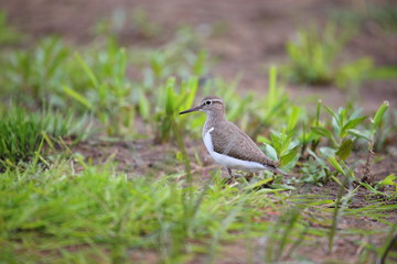 Sandpiper bird