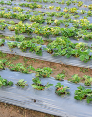 Strawberry plant