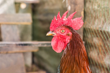 close up head cock with red comb in farm
