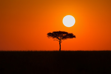 Tree at sunrise with orange sky in Masai Mara
