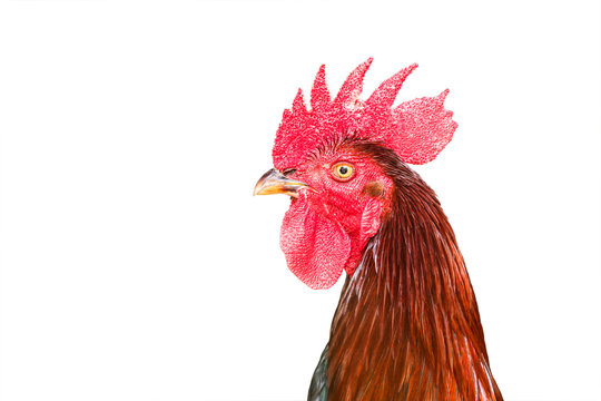 close up head cock with red comb on white  background