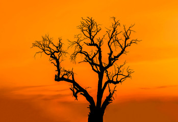 silhouette dead tree without leaves on the sunset