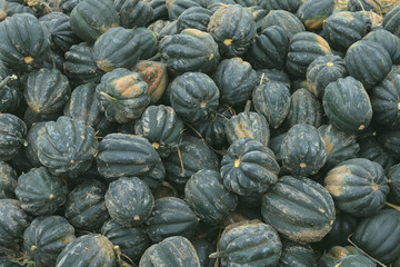 Lot of diferent kind of pumpkin on the field