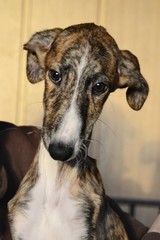 Obraz premium Galgo Espanol Welpe