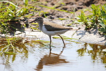 Sandpiper bird