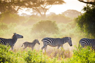 Zebras in misty light