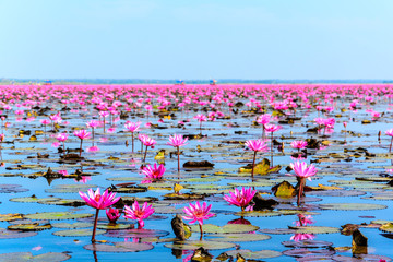 Sea of pink lotus in Udon Thani, Thailand (unseen in Thailand)
