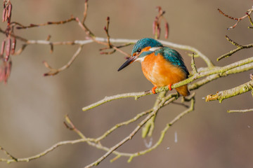 Eisvogel