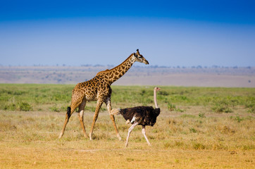 Giraffe and ostrich