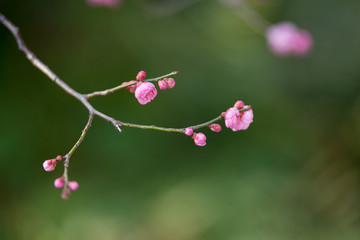 紅梅