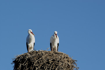 cicogne bianche nel nido