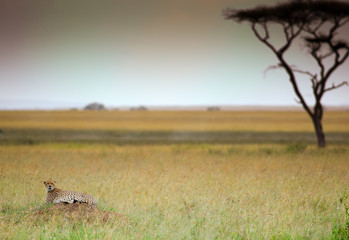 Cheetach