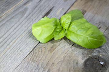 foglia di basilico su legno