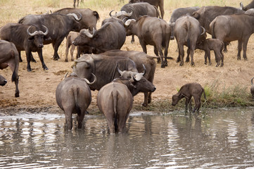 Fototapeta na wymiar Buffaloes are drinking