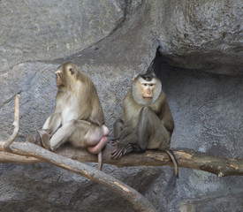 Couple of pig-tailed macaques, wildlife
