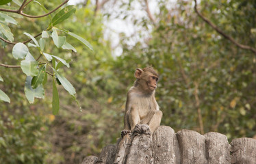 Fototapeta na wymiar Little monkey looking for his mother