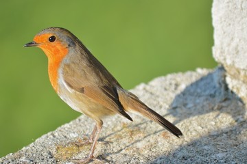 le rouge gorge eclairé par le soleil