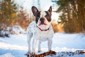 French bulldog running in forest at winter
