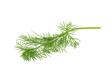 Fresh dill