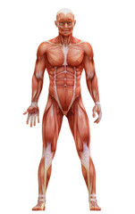 anatomy muscles © adimas