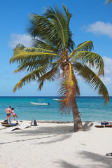 Palm tree and tropical beach. Isla Saona, Dominican republic