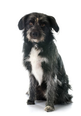 pyrenean shepherd