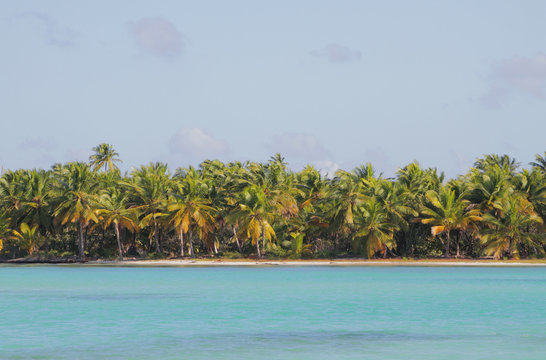 Coast of tropical island. Isla Saona, Dominicana