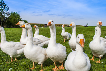 Naklejka premium White geese