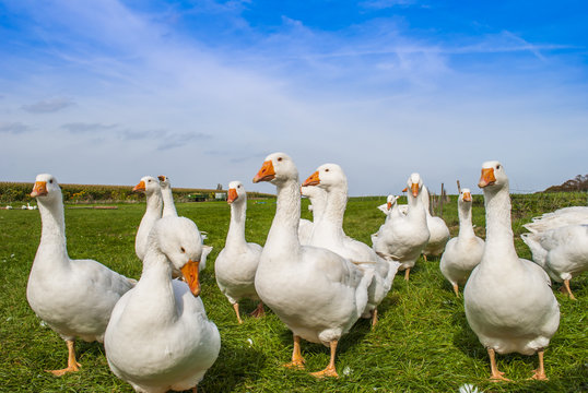 White Geese