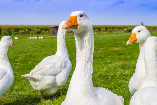 Flock of free range geese
