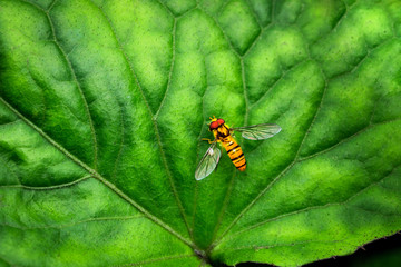 Bee stay on the leaf