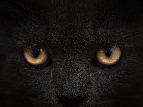 dark muzzle cat close-up. front view