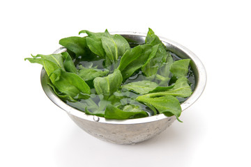 アイスプラント