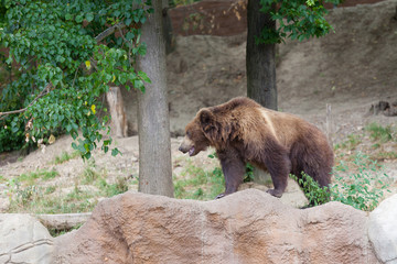Obraz na płótnie Canvas Big Kamchatka brown bear among stones