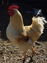 Gallo de corral