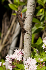 Changeable lizard