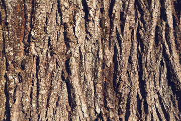 texture of tree bark, natural