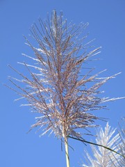 sugar cane, Queensland, Australia