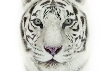 Naklejka premium biały Tygrys