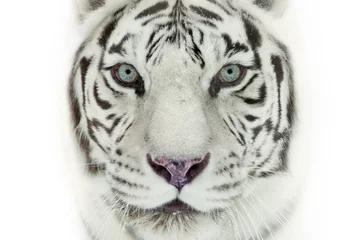 Store enrouleur occultant sans perçage Tigre tigre blanc