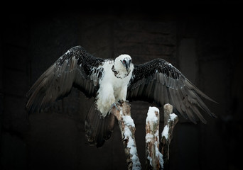 griffon vulture against a dark background/Vulture