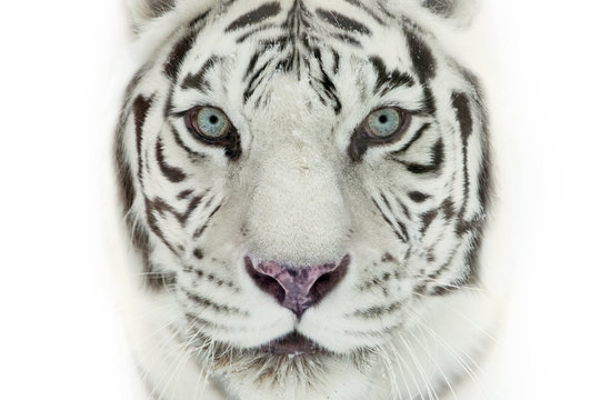 white tiger