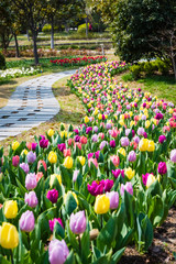 champ de fleurs de tulipes au printemps