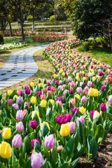 Foto auf Acrylglas Tulpe Tulpenblumenfeld im Frühling