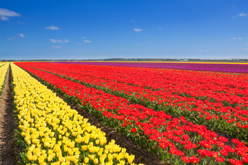 Wonderful tulip field rows with sky horizon